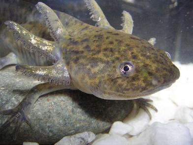 ambystoma_mexicanum.jpg