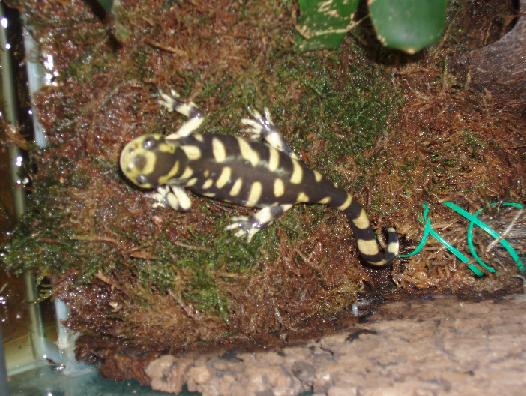 ambystomaII.JPG