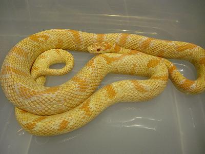 Amel Corn x Cal King x Ghost Corn.jpg