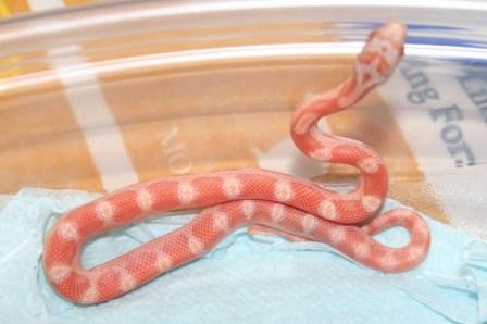 Amel Motley sunkissed baby.jpg