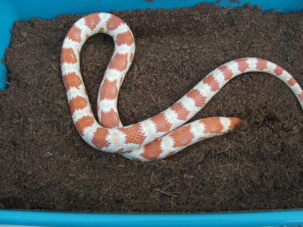 Amelanistica clara 1.jpg