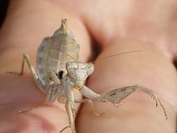 Ameles spallanziana reducida.JPG