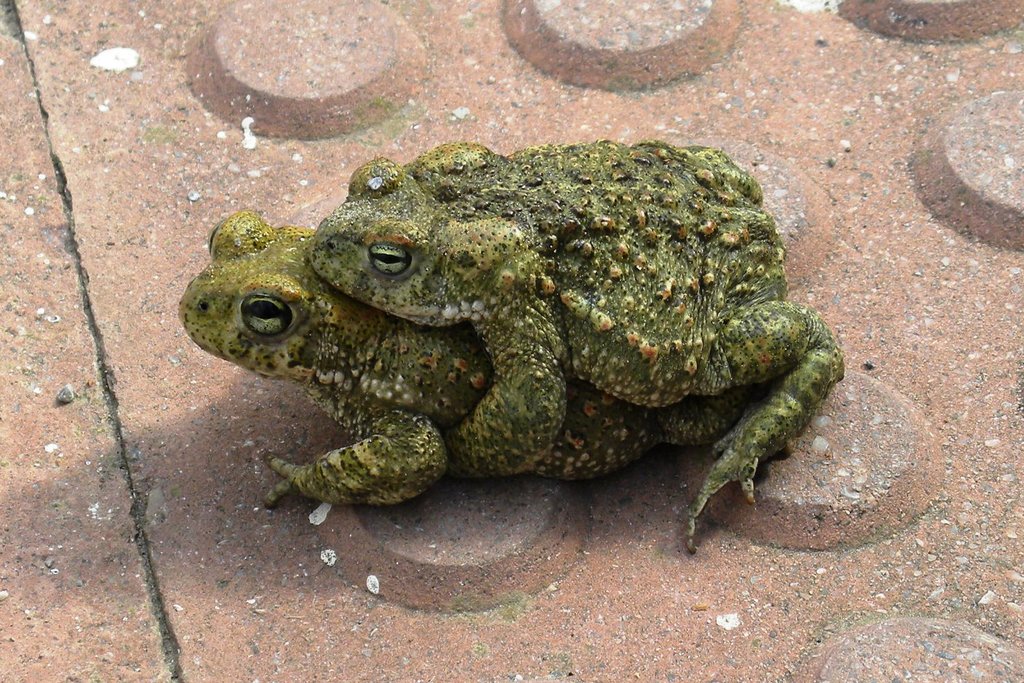 amplexo sapos corredores