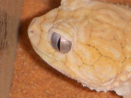 amyae female headshot.jpg