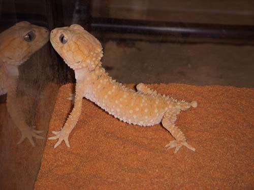 amyae female orange.jpg