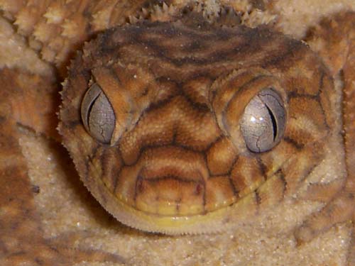 amyae male headshot.jpg