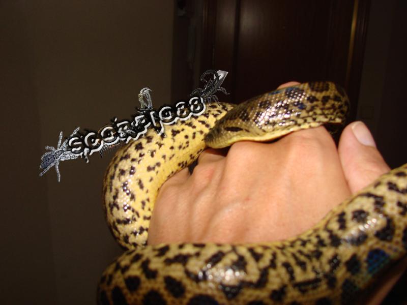 Anaconda (1) copia.jpg