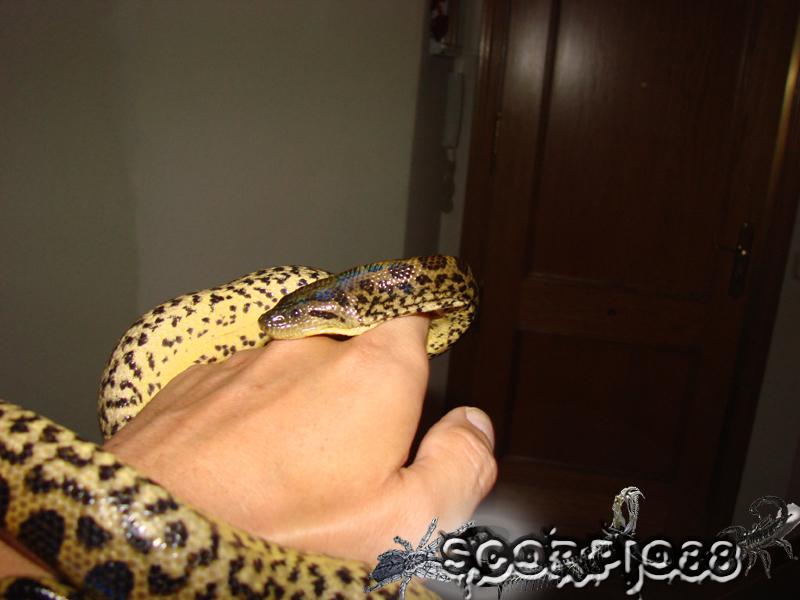 Anaconda (10) copia.jpg