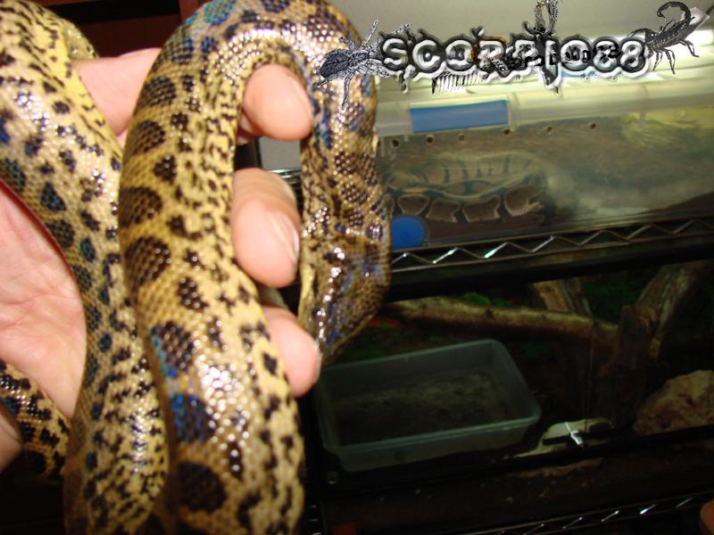 Anaconda (5) copia.jpg
