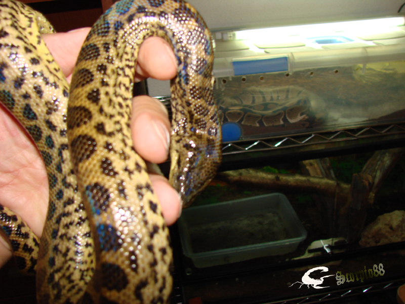 Anaconda (6).jpg