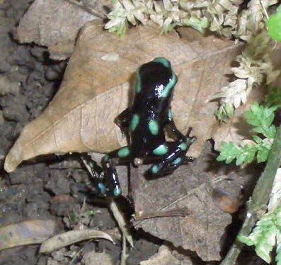 ancon hill cria 2.jpg