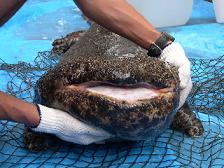 Andrias Japonicus1.JPG