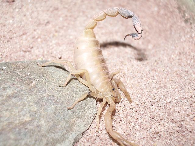 androctonus australis 2.JPG