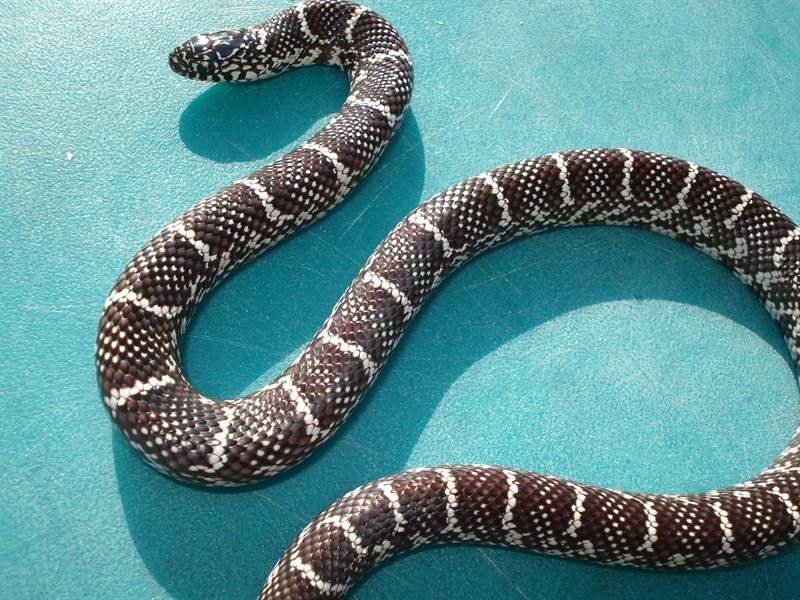 Aneritristic brooksi adult