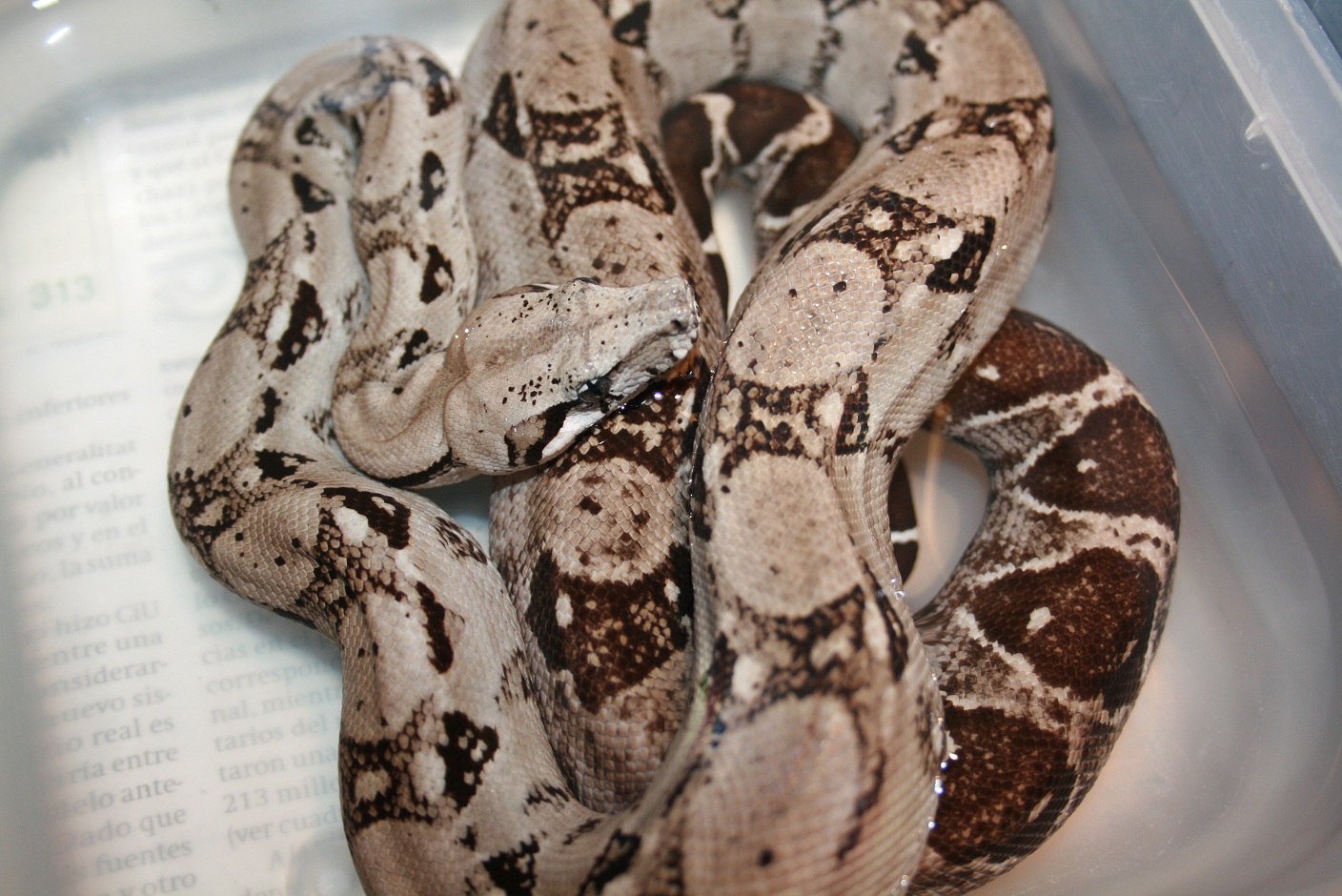 Anery typo 1 100%het typo 2 nicaragua .JPG