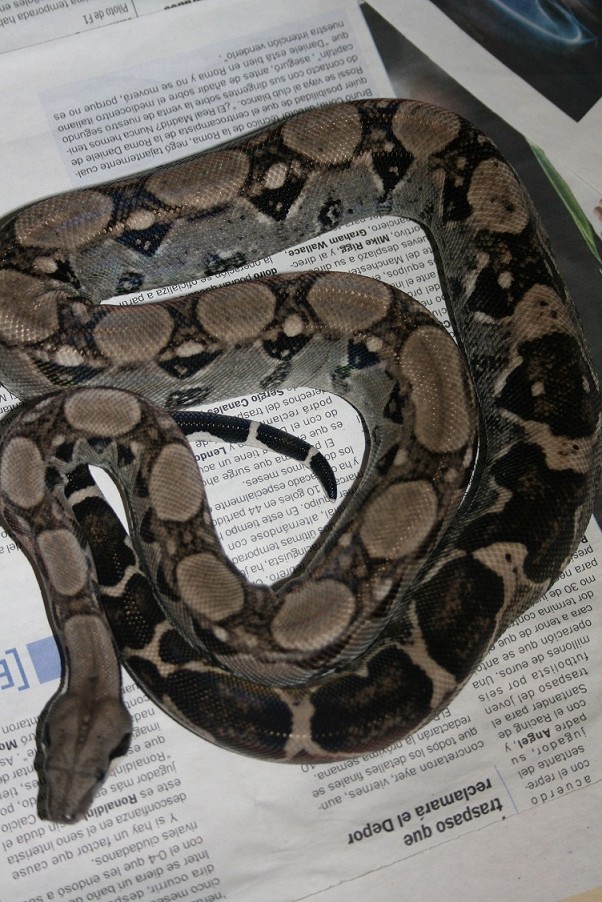 anery typo1 100%het typo 2.JPG