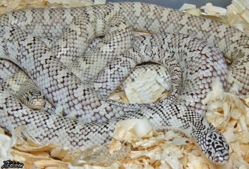 Anerytheristic brooksi