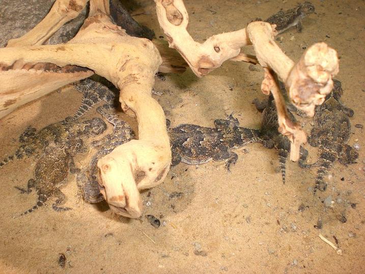 animales tienda 019.JPG