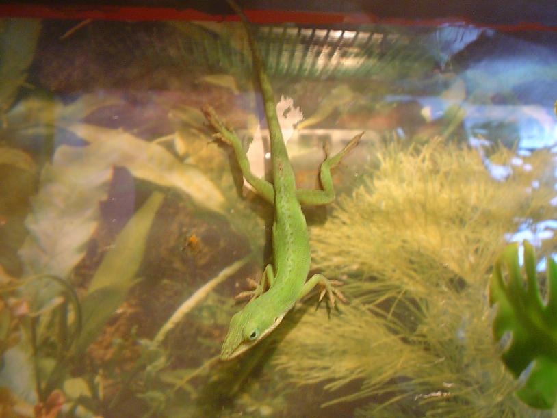 anolis.JPG