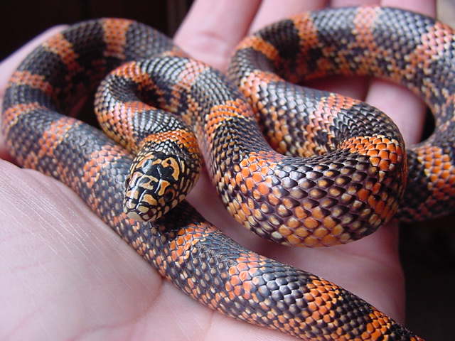 apalachicola baby blotched