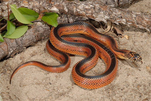 apalachicola baby striped