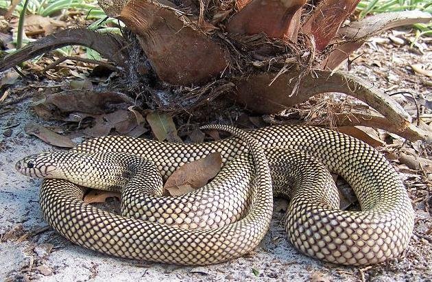 apalachicola king adulto