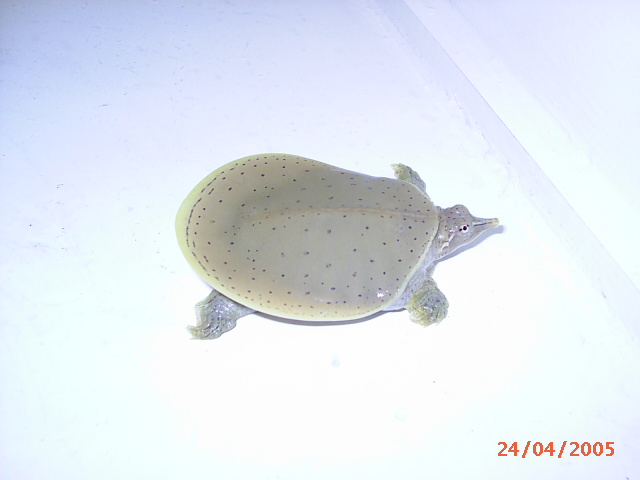 Apalone spiniferus Nº1(2).jpg