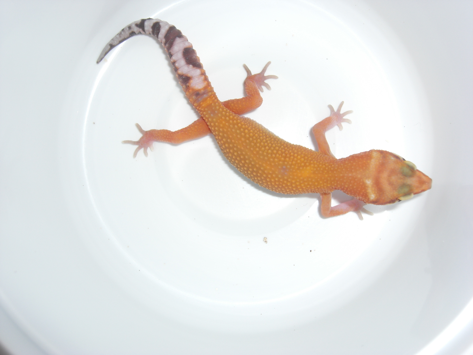 aptor het raptor.JPG