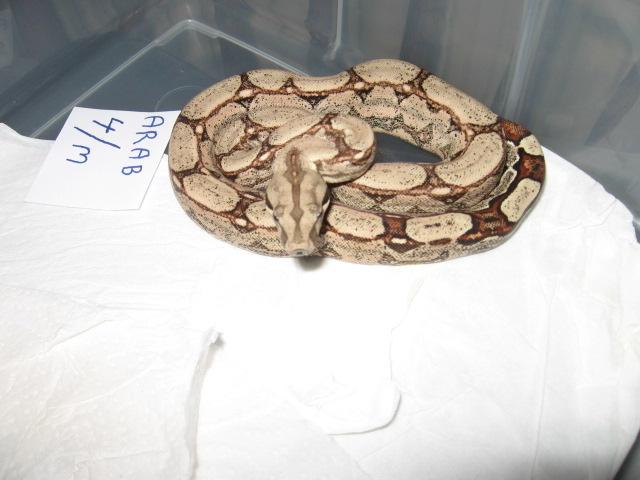 Arabesquemale (Small).jpg