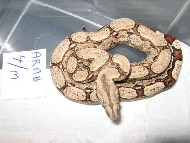 Arabesquemale1 (Small).jpg