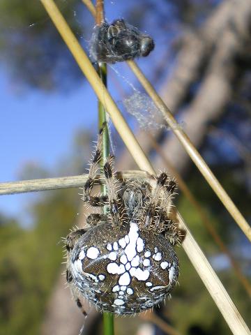 Araneus diadematus reducida.JPG