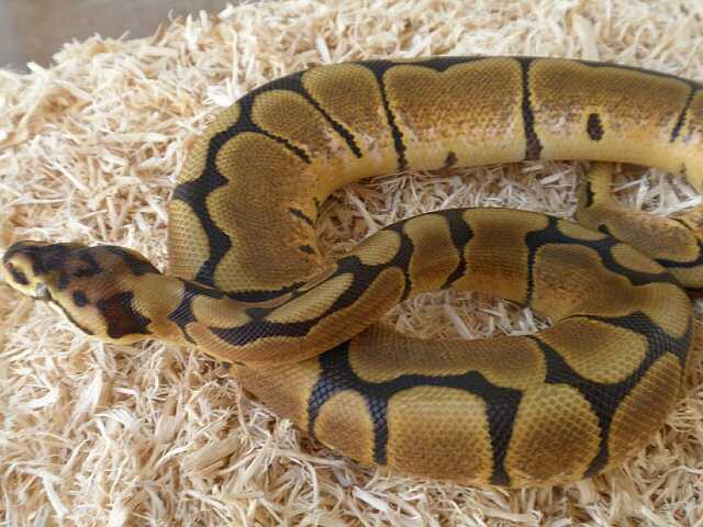 arenis  21 de septiembre de 2009 p9210062-reducido.jpg