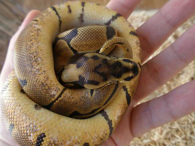 arenis  21 de septiembre de 2009 p9210070-reducido.jpg