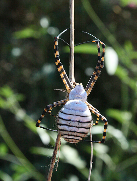 Argiope-2.jpg