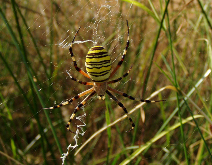 Argiope bruennichicopia.jpg