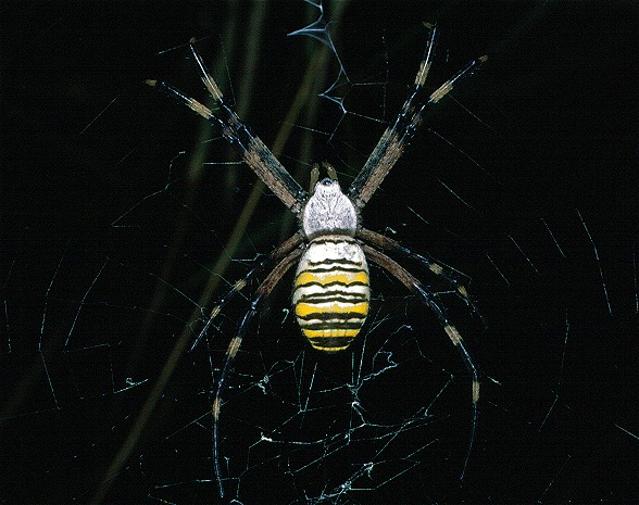 Argiope.jpg