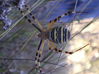 Argyope bruennichi.JPG