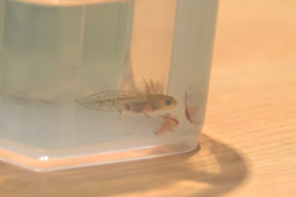 Artemia comiendo perfectamente