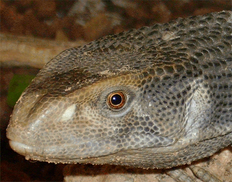 Asistente para redimensionar-2.GIF