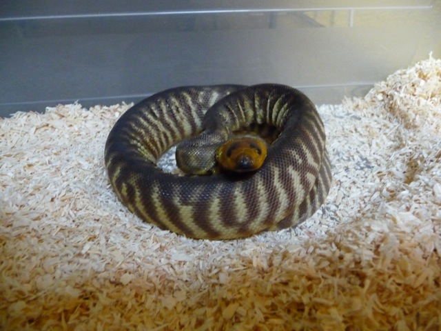 aspidites ramsayi 2.JPG