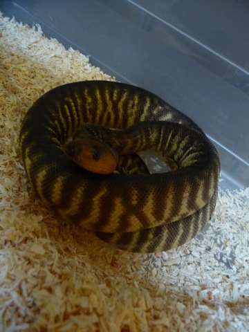 Aspidites ramsayi macho.JPG