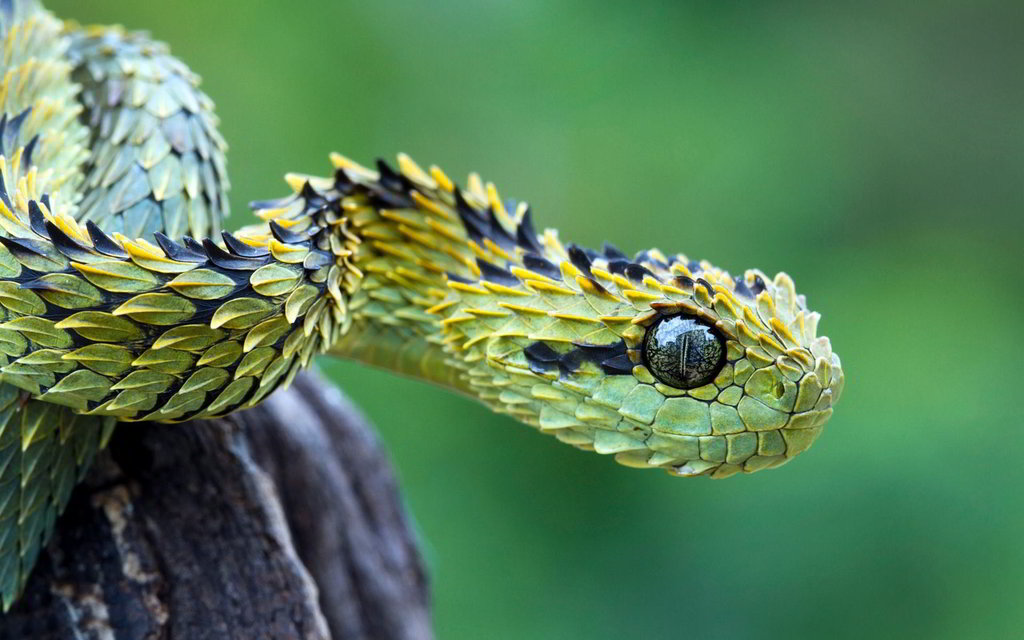 Atheris hispida