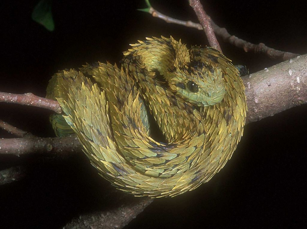 Atheris hispidus
