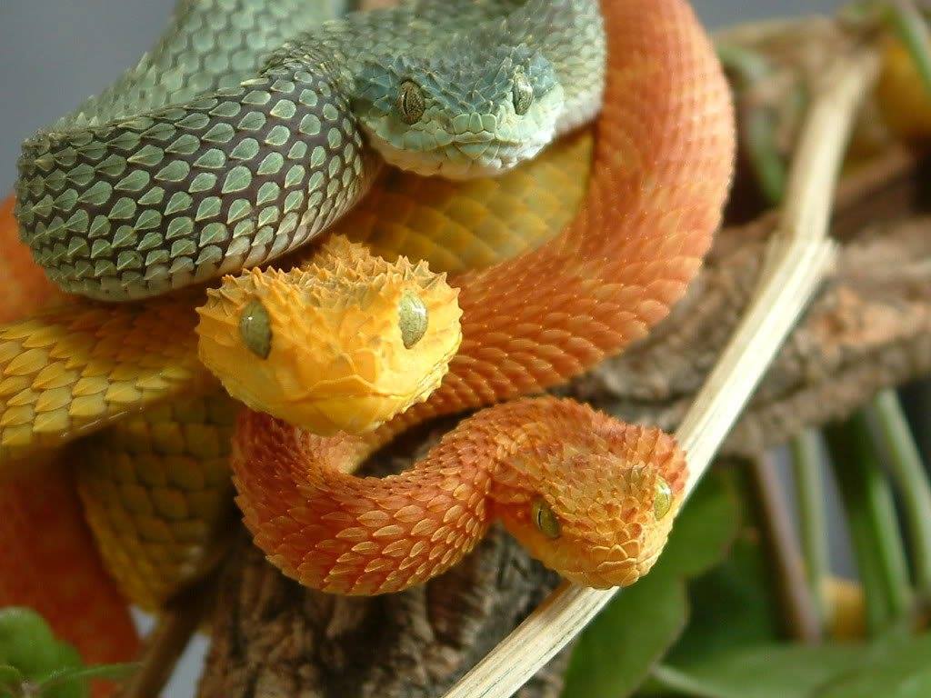 Atheris Squamigera