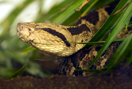 Atropoides nummifer.jpg