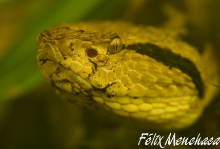 Atropoides nummifer.jpg