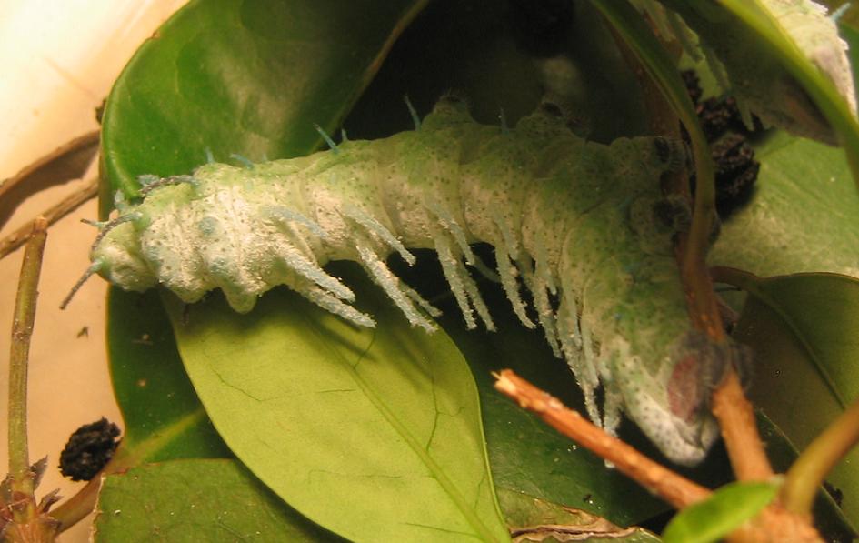 Attacus Atlas.JPG