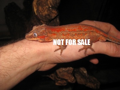 Auri (2) (400x300).jpg