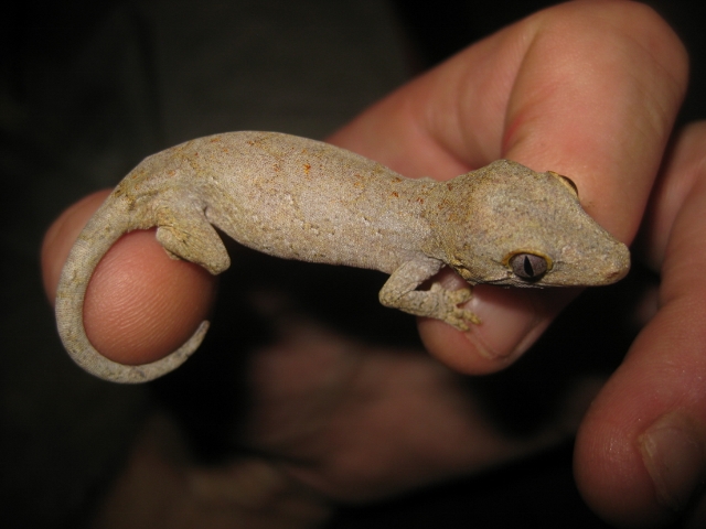 Auri2012 (12) (640x480).jpg