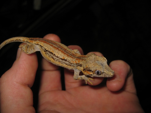 Auri2012 (9) (640x480).jpg